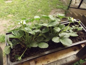 Kis munka kis gyümölcse